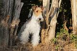 FOX TERRIER 035